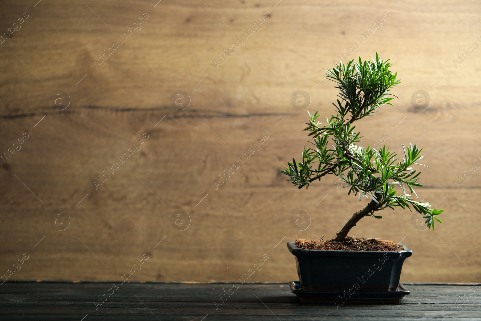 Photo of Japanese bonsai plant on black wooden table, space for text. Creating zen atmosphere at home