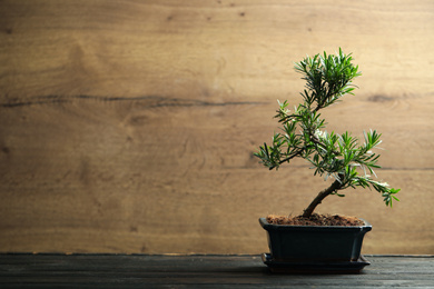 Japanese bonsai plant on black wooden table, space for text. Creating zen atmosphere at home