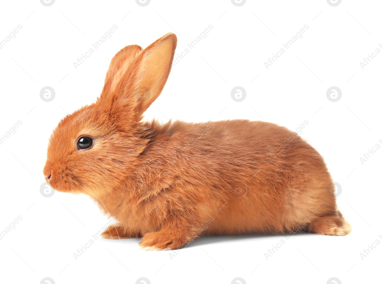 Photo of Adorable fluffy bunny rabbit on white background