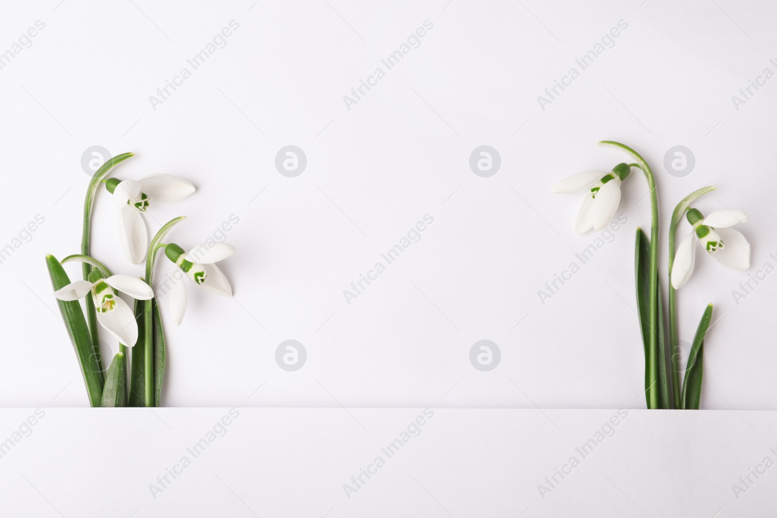 Photo of Beautiful snowdrops on white background, top view