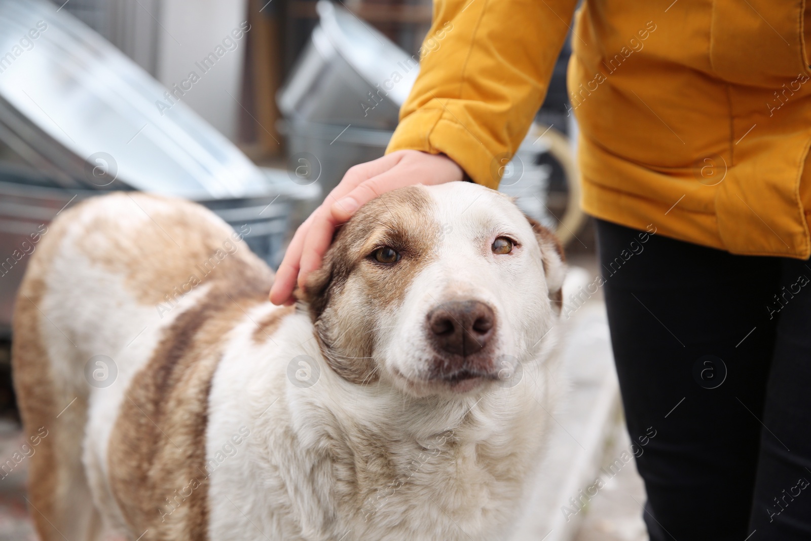 Photo of Woman stroking homeless dog on city street, closeup. Abandoned animal