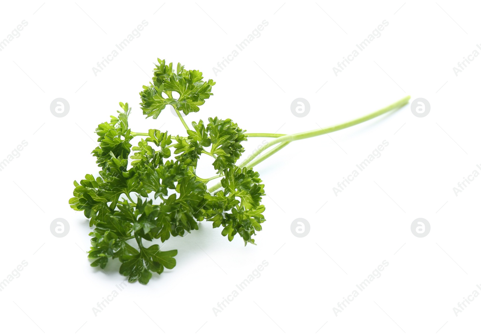 Photo of Fresh green curly parsley on white background