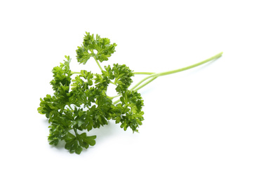 Fresh green curly parsley on white background