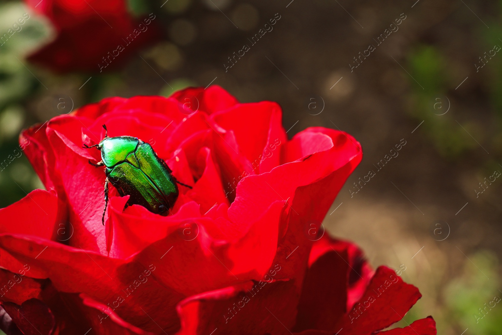 Photo of Beautiful blooming rose with bug in garden on summer day, closeup. Space for text