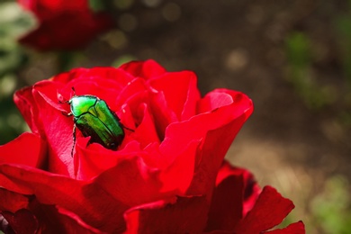 Beautiful blooming rose with bug in garden on summer day, closeup. Space for text