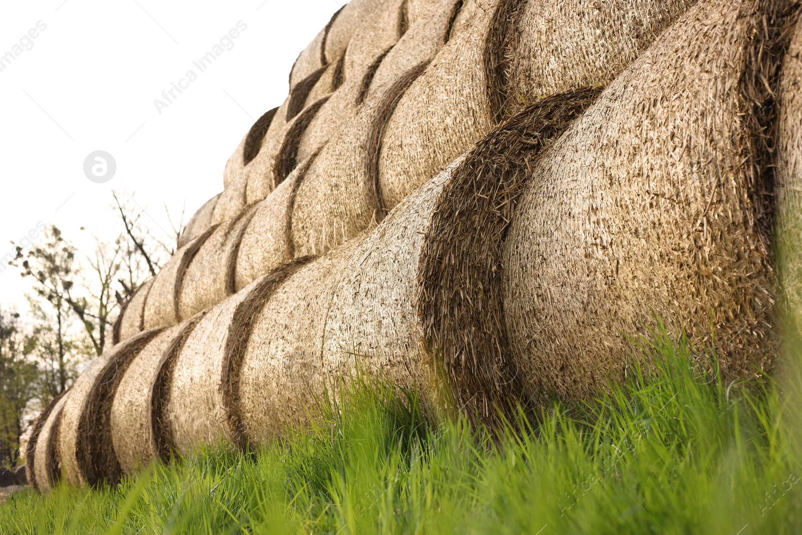 Photo of Many hay bales on green grass outdoors