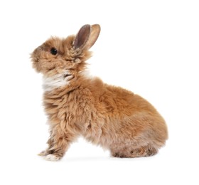 Fluffy rabbit isolated on white. Cute pet