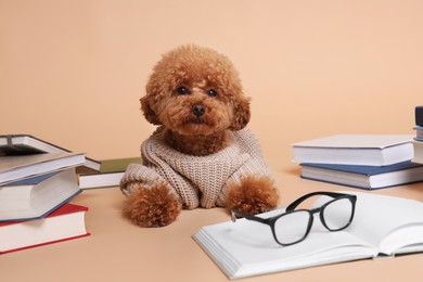 Photo of Cute Maltipoo dog in knitted sweater surrounded by many books on beige background