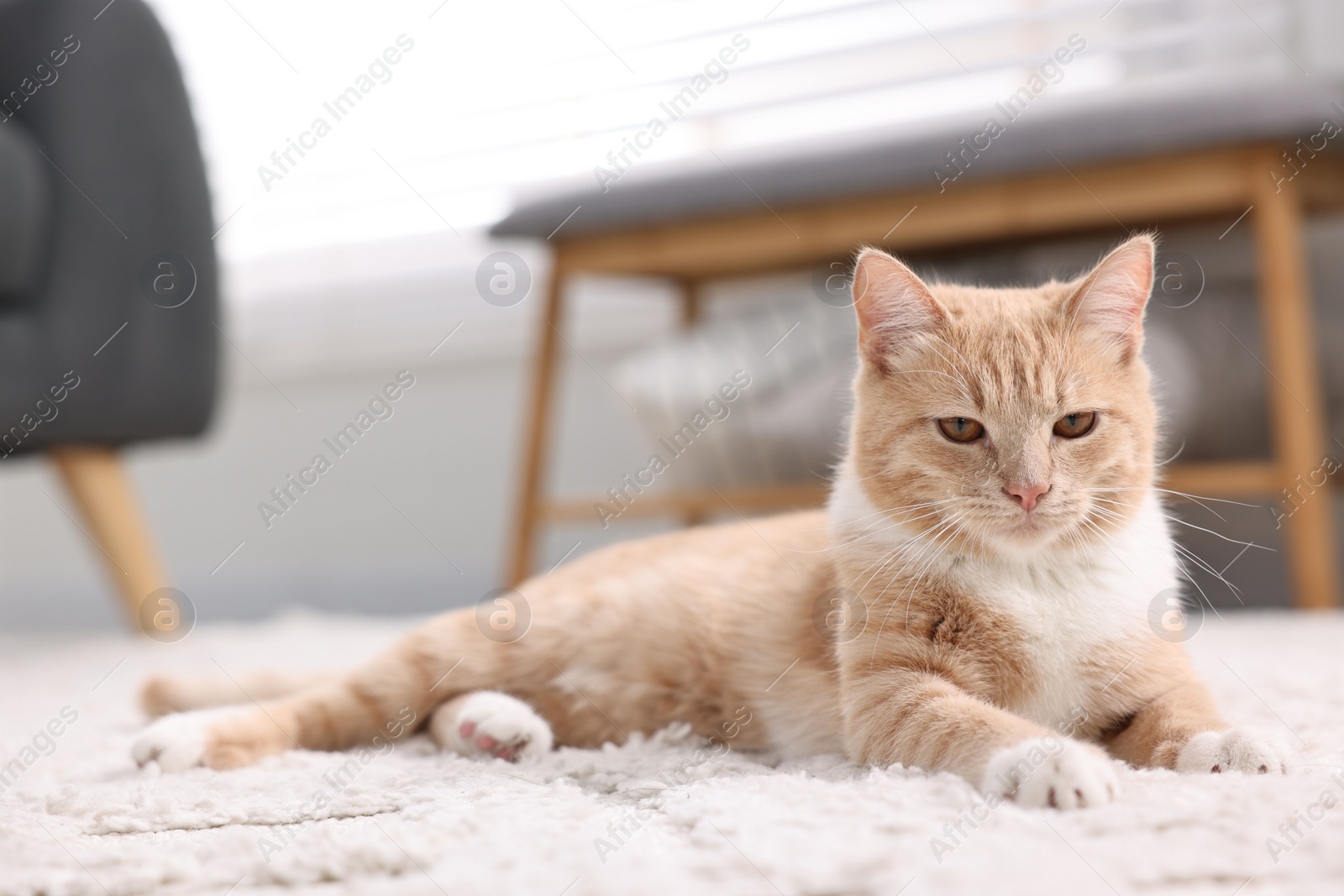 Photo of Cute ginger cat lying on floor at home