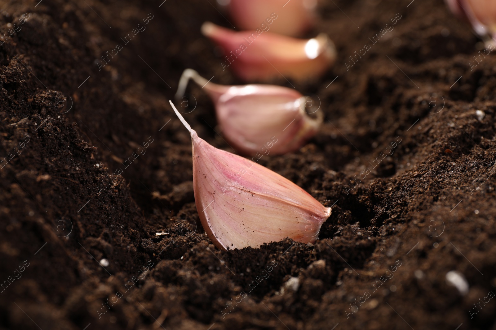 Photo of Garlic cloves in fertile soil, closeup. Vegetable planting