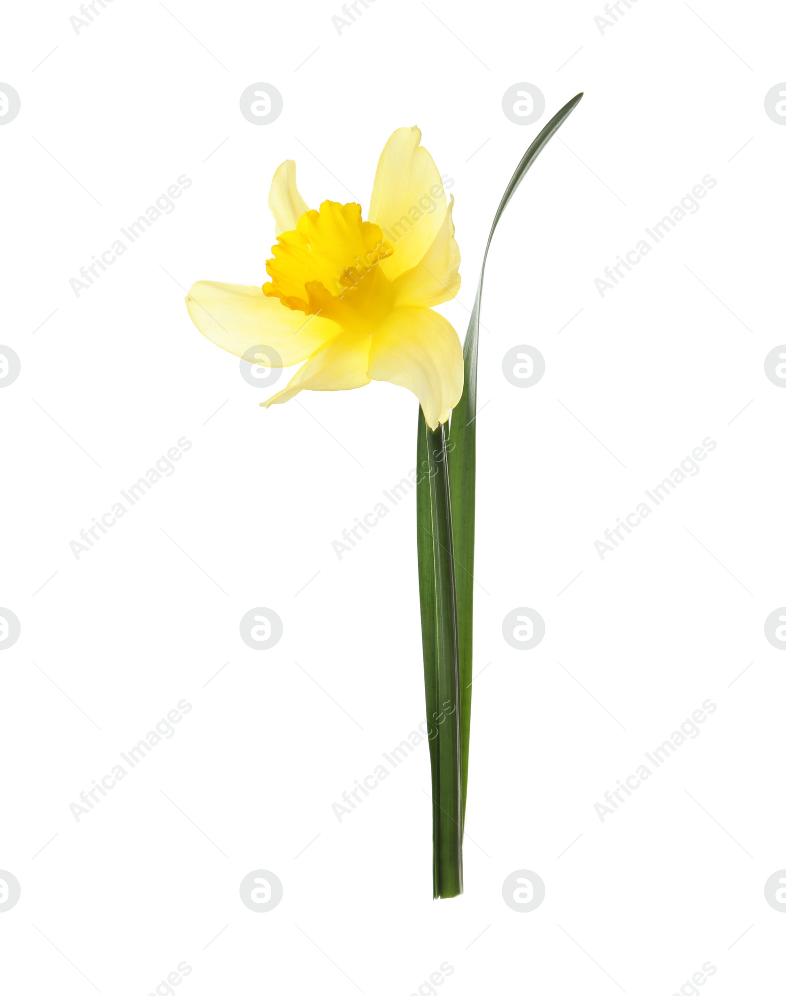 Photo of Beautiful daffodil on white background. Fresh spring flower