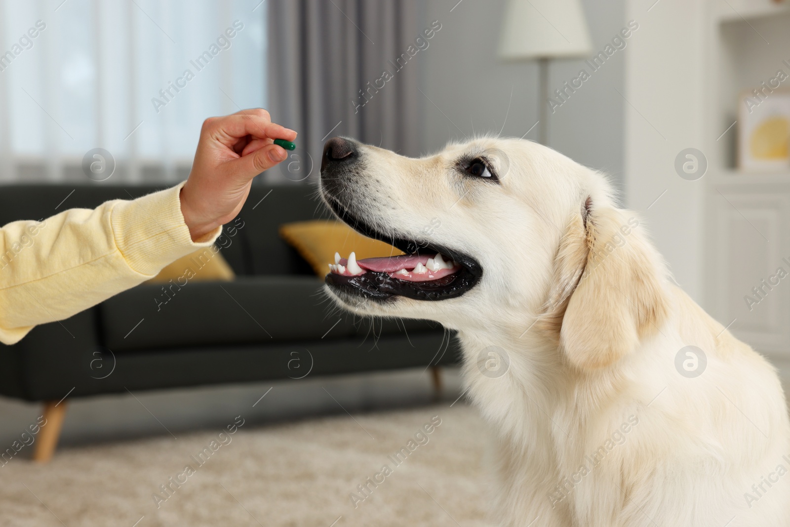 Photo of Woman giving pill to cute Labrador Retriever dog indoors, closeup