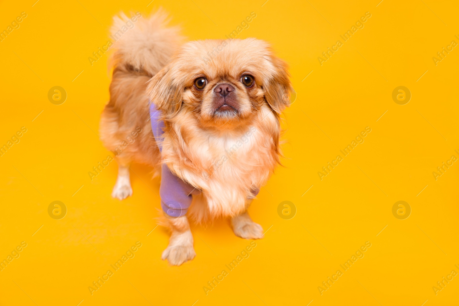 Photo of Cute Pekingese dog in pet clothes on yellow background