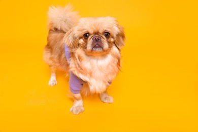 Cute Pekingese dog in pet clothes on yellow background