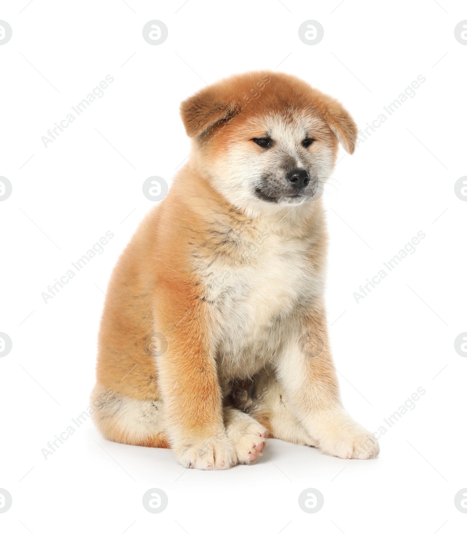 Photo of Cute Akita Inu puppy on white background. Baby animal