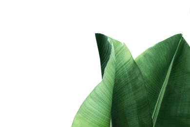 Photo of Fresh green banana leaves on white background, top view. Tropical foliage