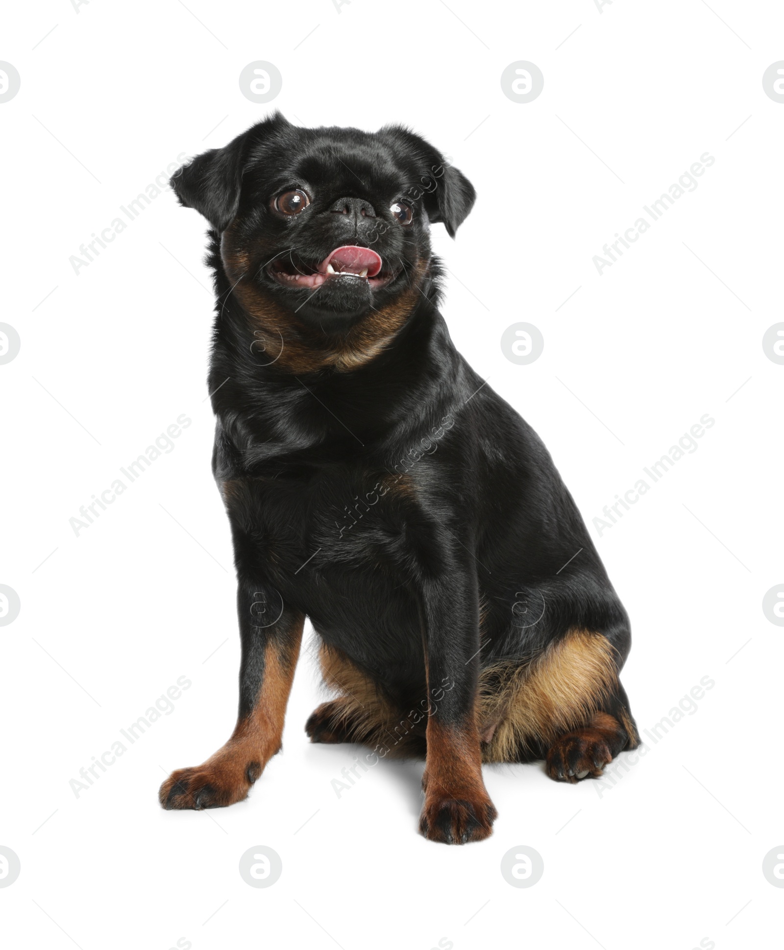 Photo of Adorable black Petit Brabancon dog sitting on white background