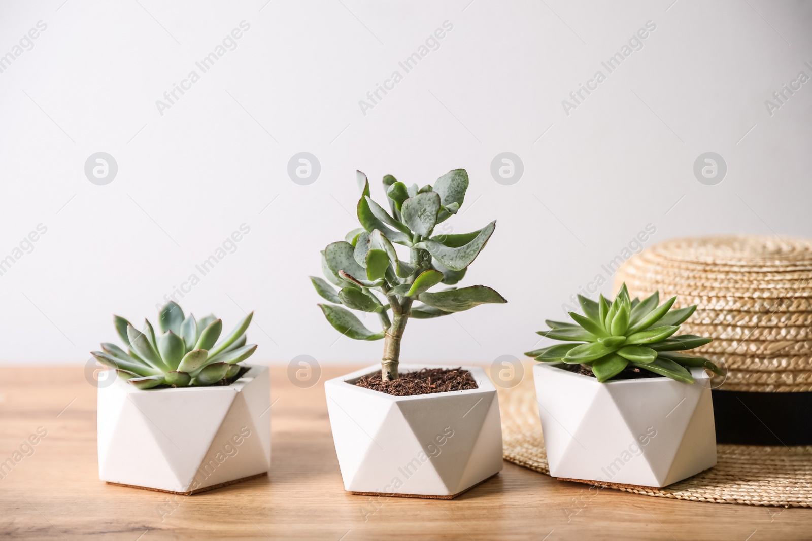 Photo of Beautiful succulents and hat on wooden table. Interior decoration