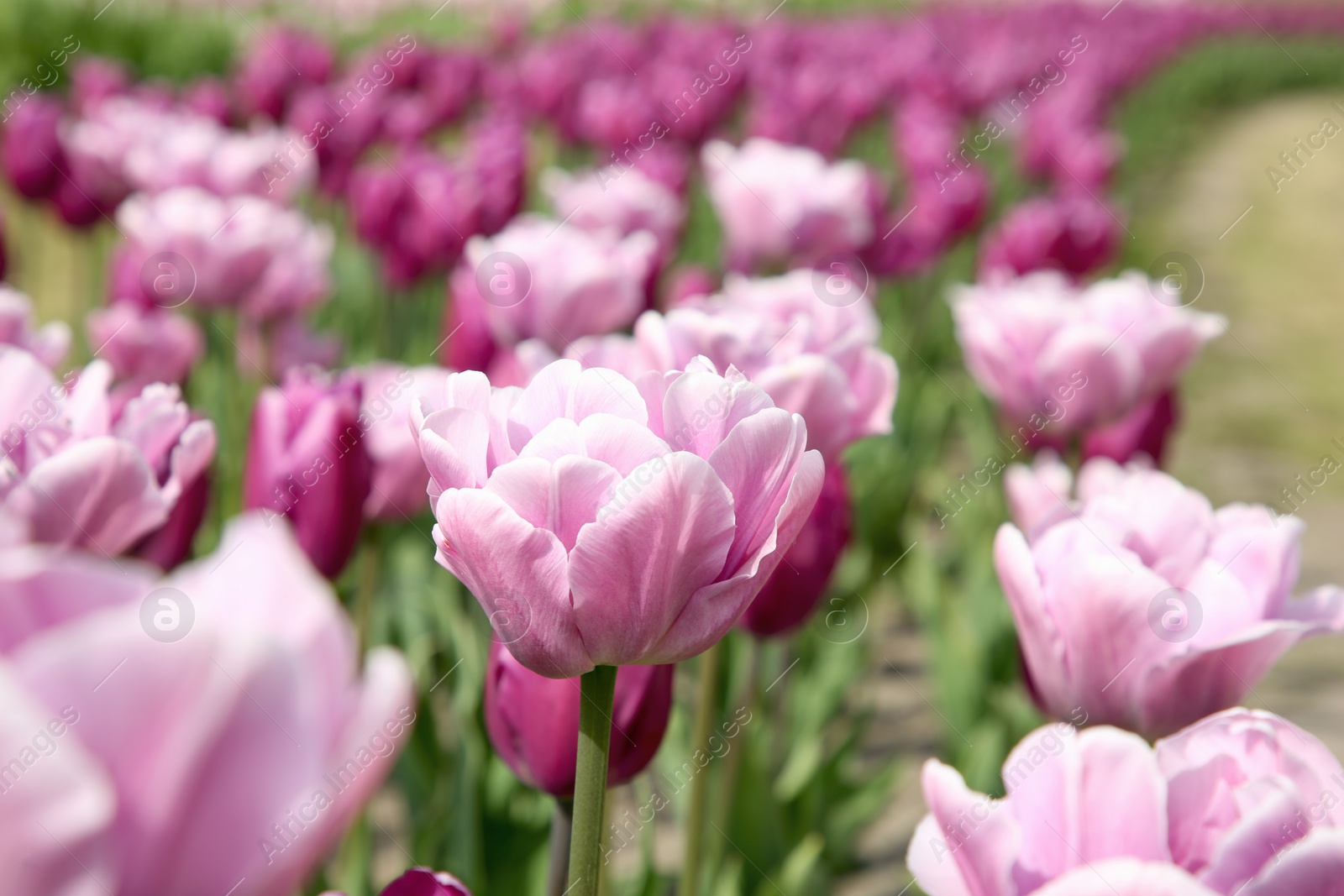 Photo of Beautiful tulip flowers growing in field, closeup