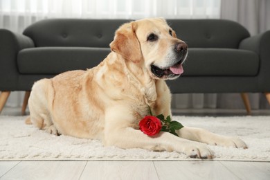 Cute Labrador Retriever with red rose flower on soft rug in room