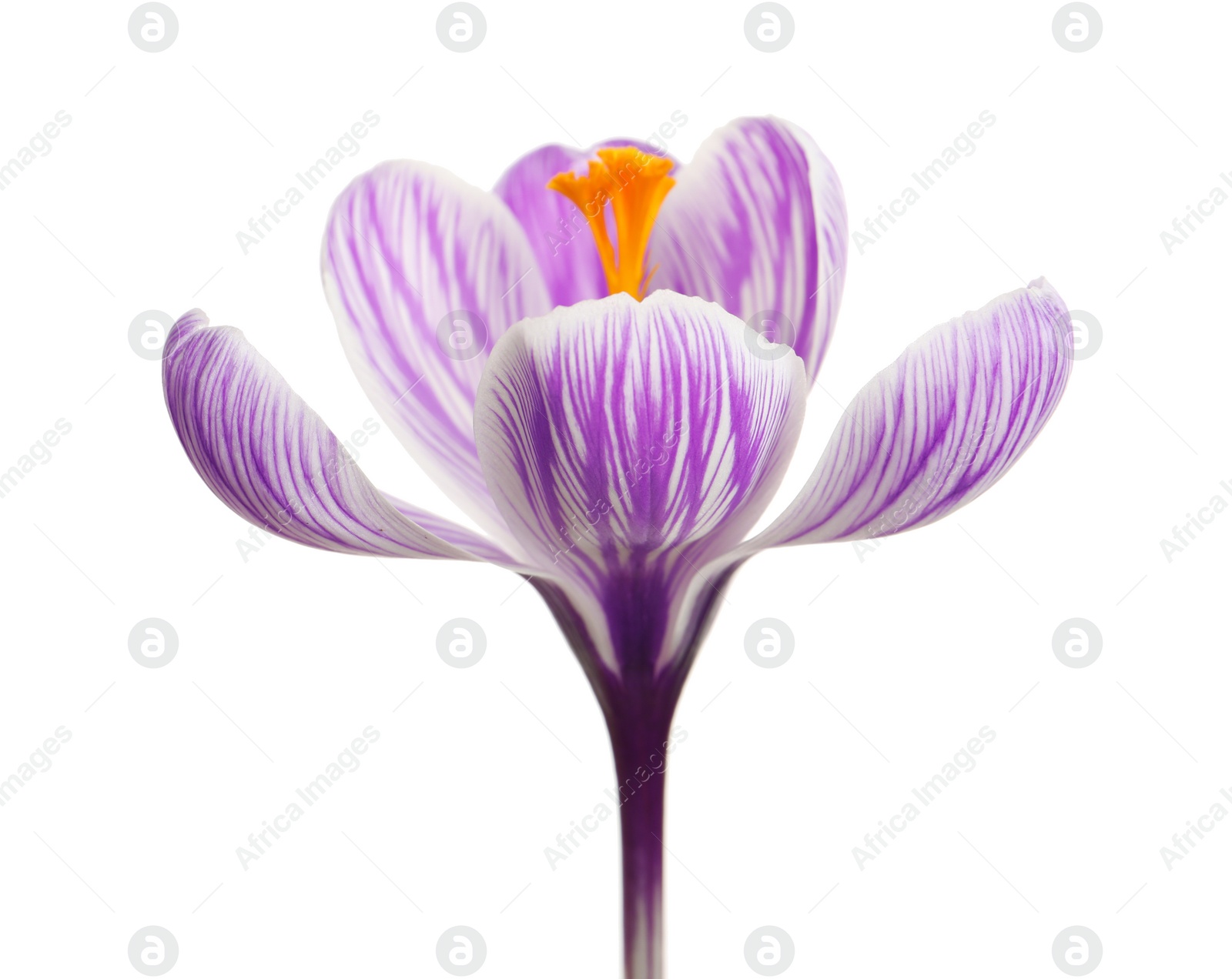 Photo of Beautiful spring crocus flower isolated on white