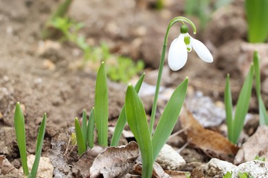 Photo of Beautiful snowdrop blooming in field. First spring flowers