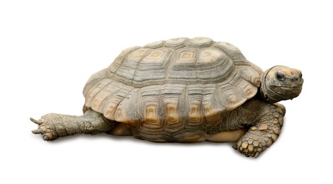 Image of Beautiful tortoise on white background. Wild animal