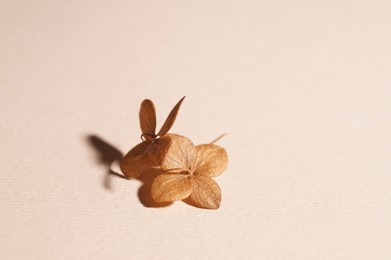 Photo of Beautiful dried hortensia flowers on beige background