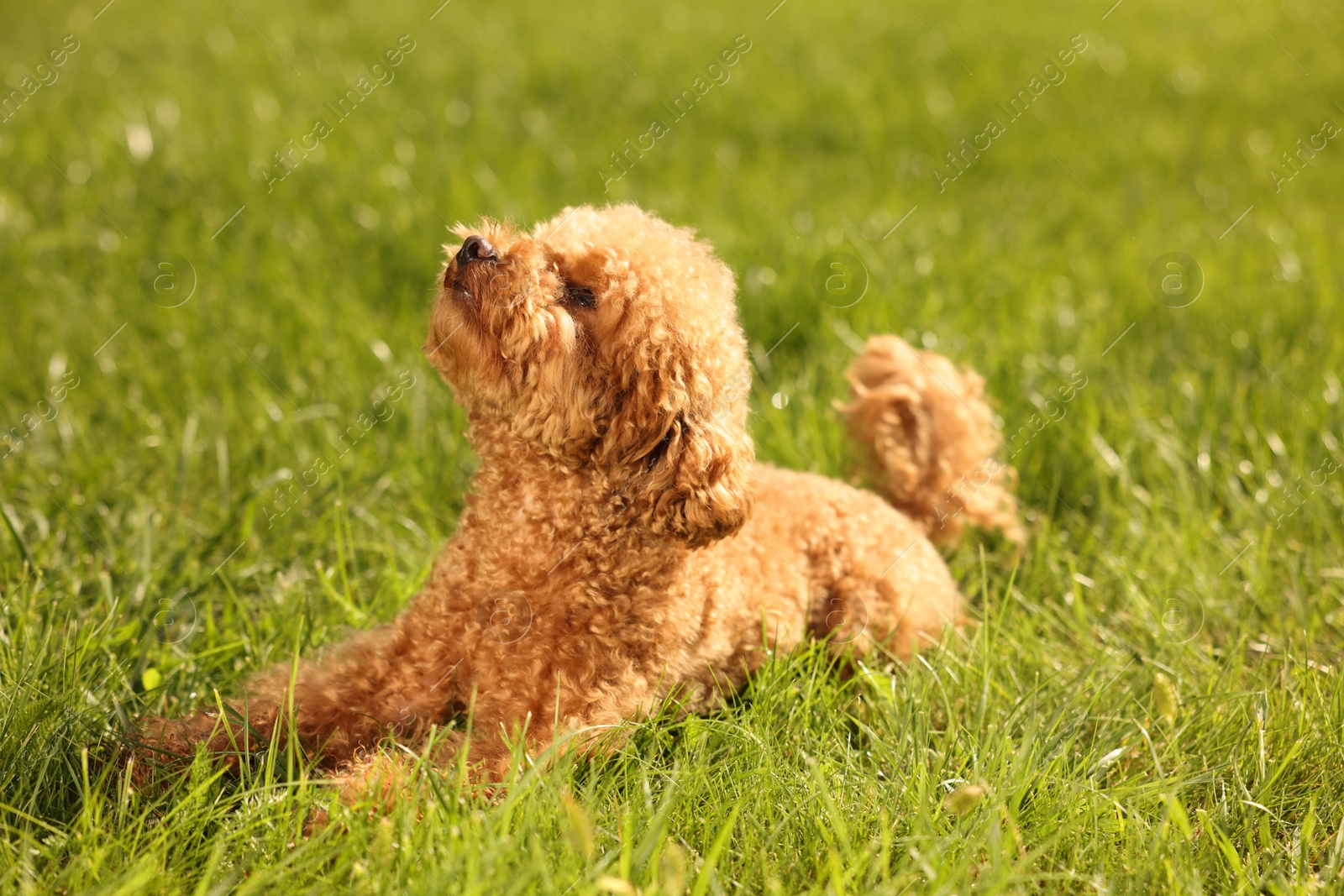 Photo of Cute Maltipoo dog on green lawn outdoors