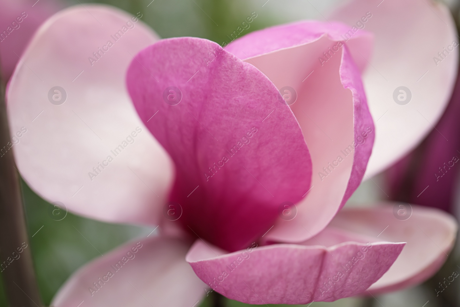 Photo of Beautiful blooming flower of magnolia tree on blurred background, closeup