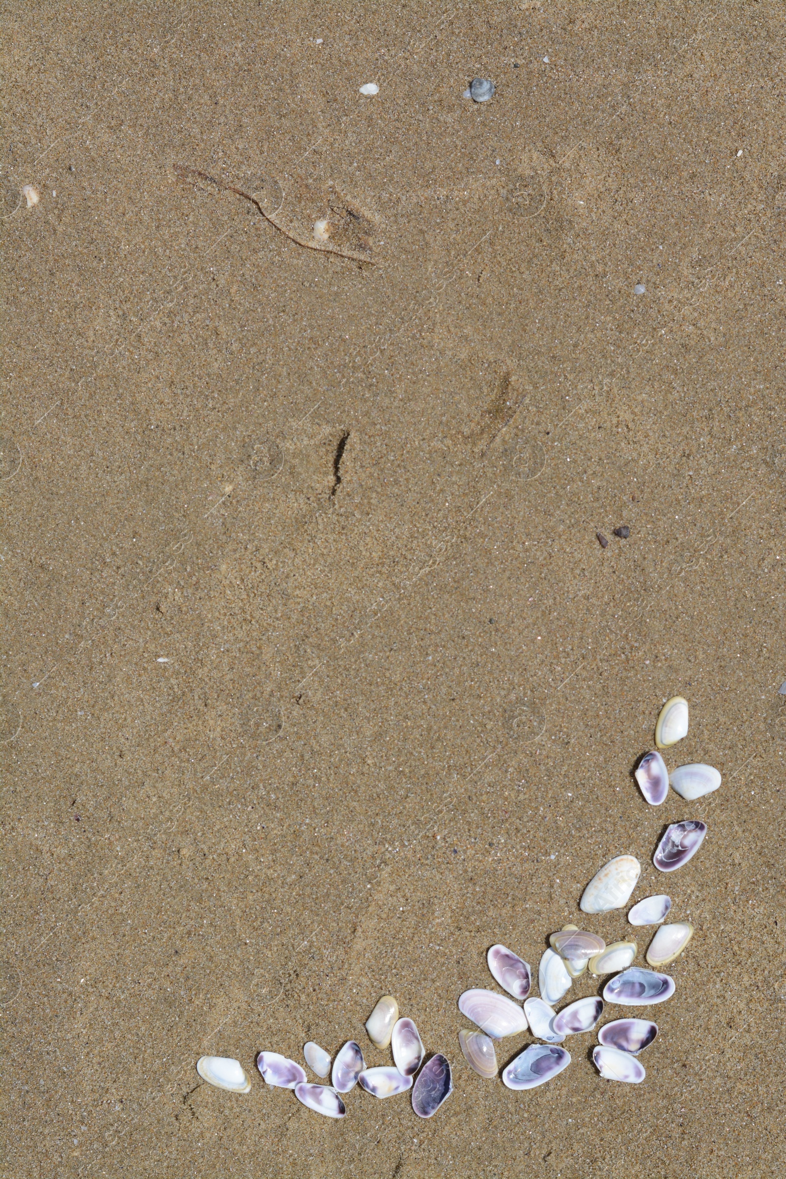 Photo of Many beautiful sea shells on wet sand, flat lay. Space for text