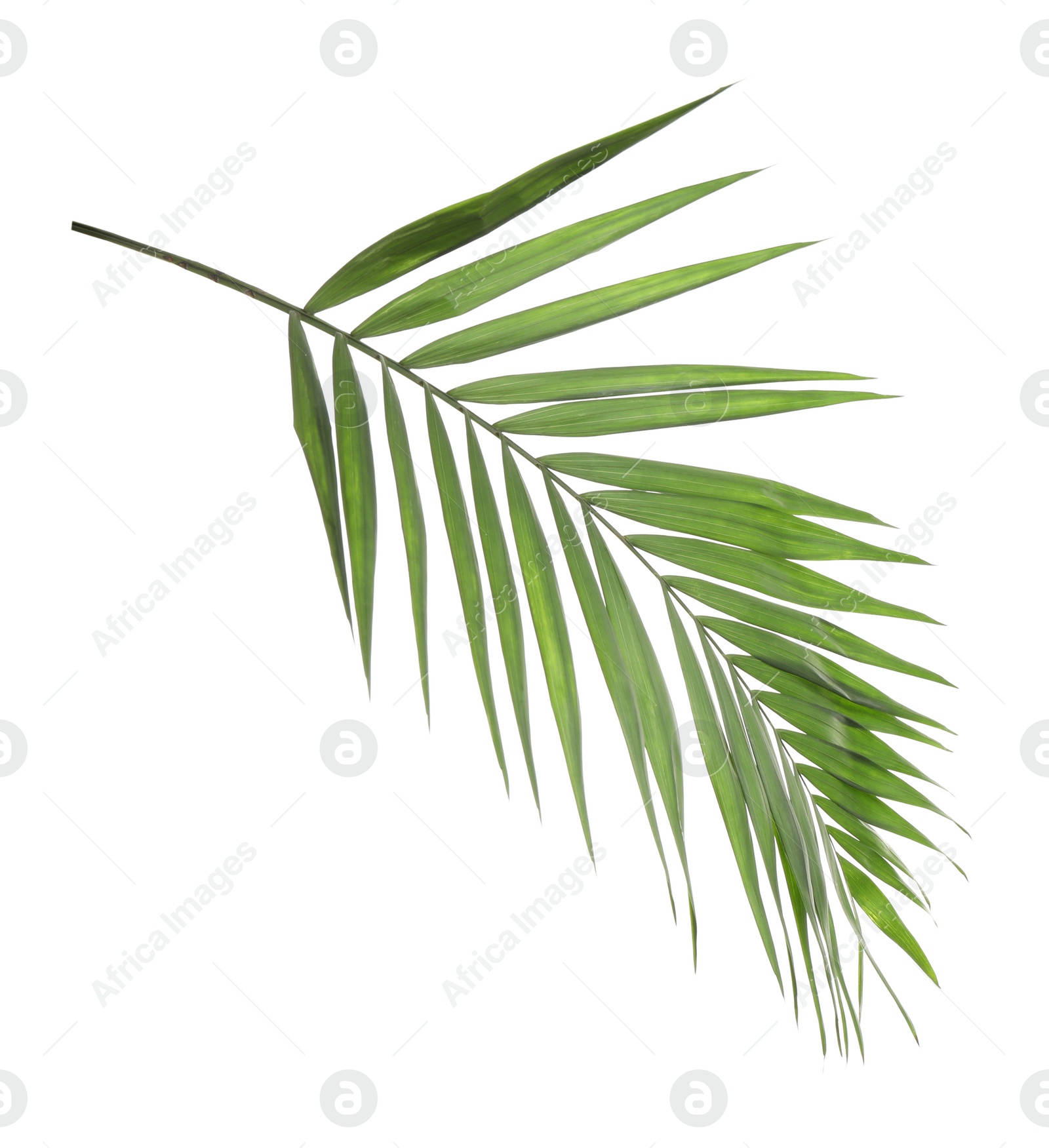 Photo of Fresh green tropical leaf isolated on white