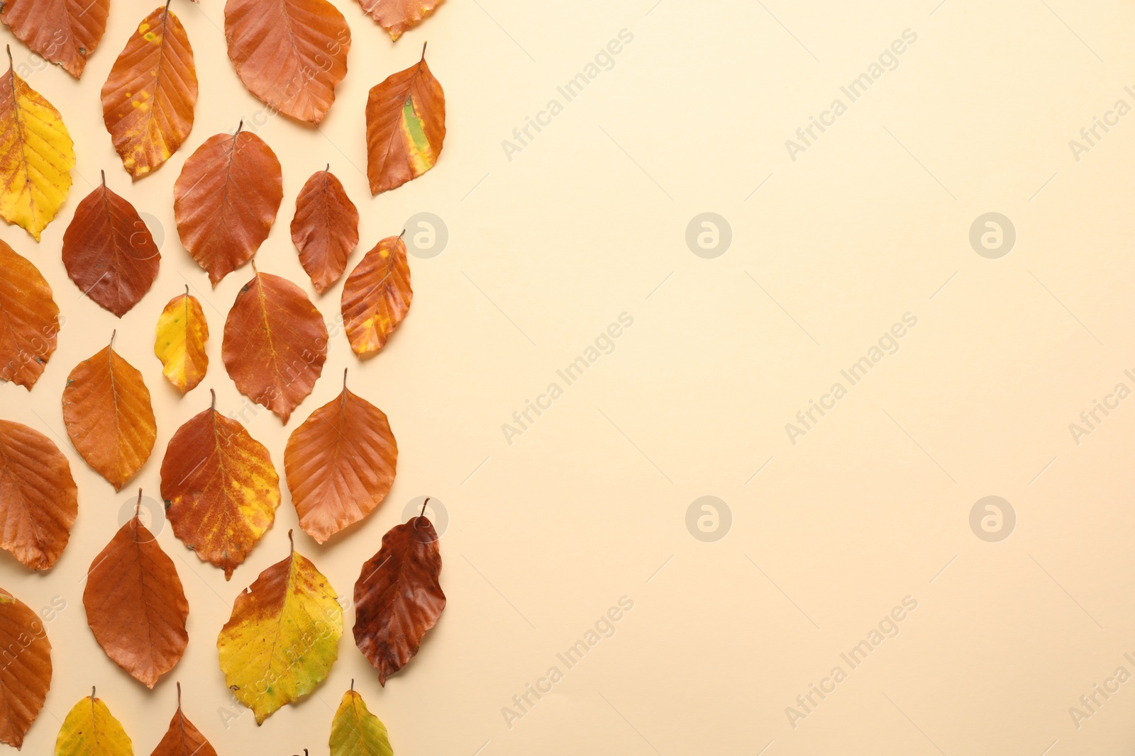 Photo of Autumn leaves on beige background, flat lay. Space for text