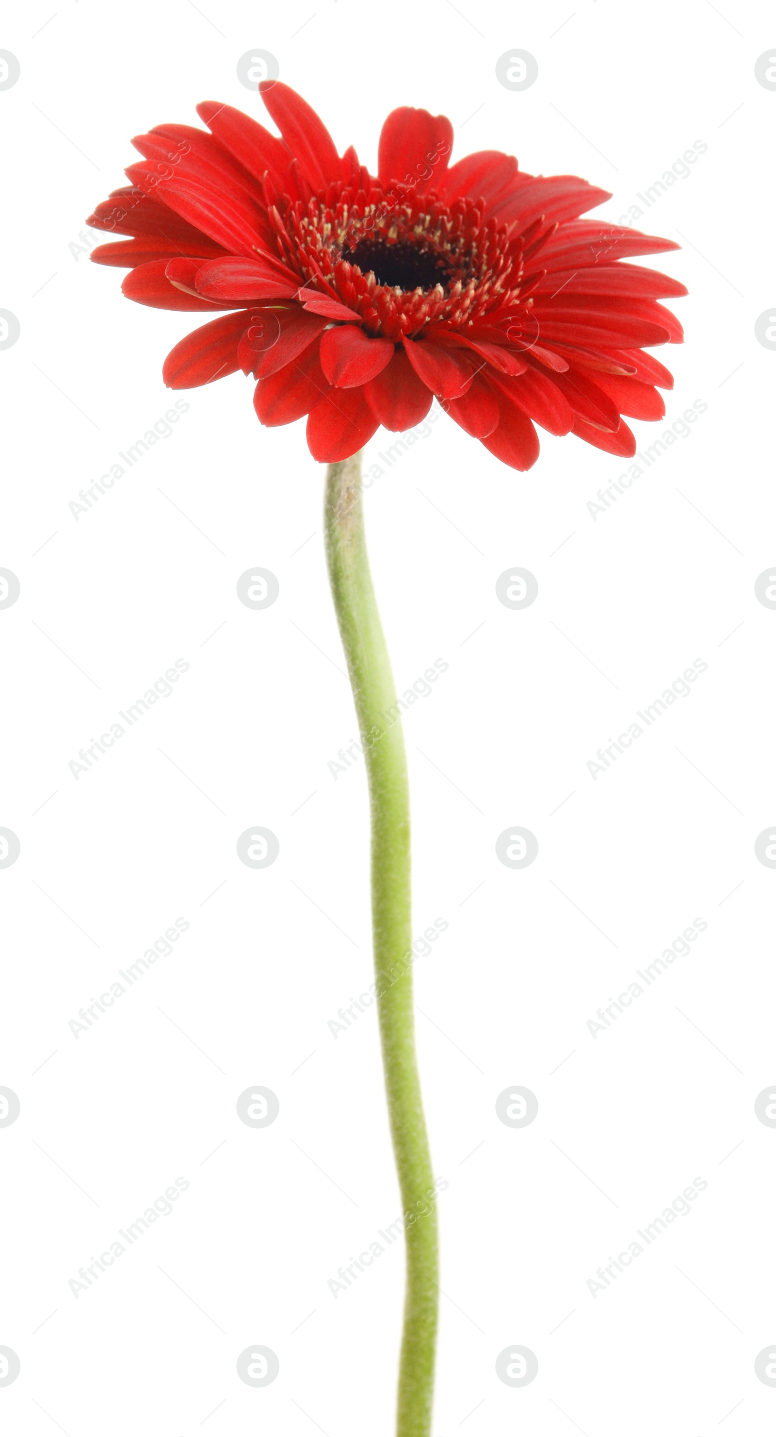 Photo of Beautiful red gerbera flower on white background