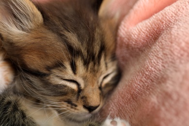Photo of Cute sleeping little kitten on pink blanket, closeup view
