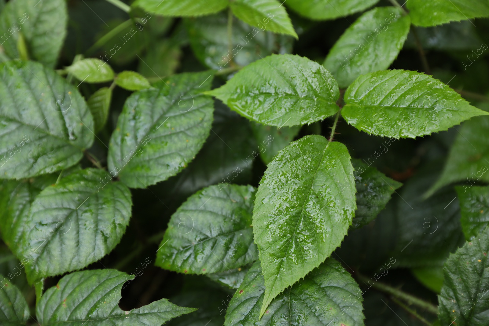 Photo of Beautiful wild plant with wet green leaves growing outdoors, closeup