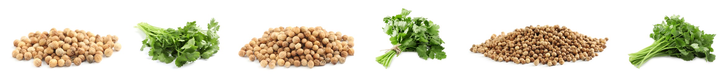 Image of Set with fresh green coriander leaves and dried seeds on white background. Banner design