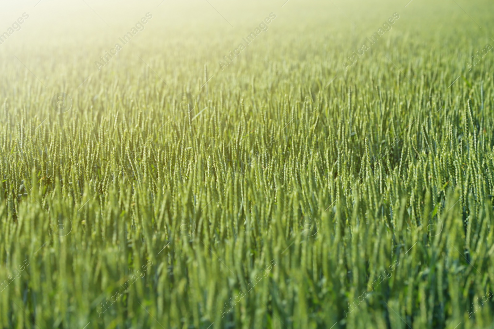 Photo of Wheat field on sunny day. Amazing nature in  summer