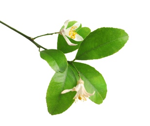 Branch with beautiful blooming lime flowers on white background