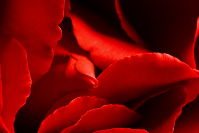 Closeup view of beautiful blooming rose as background. Floral decor