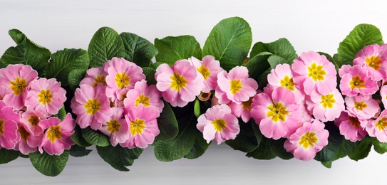 Beautiful pink primula (primrose) flowers on white wooden background, flat lay. Spring blossom