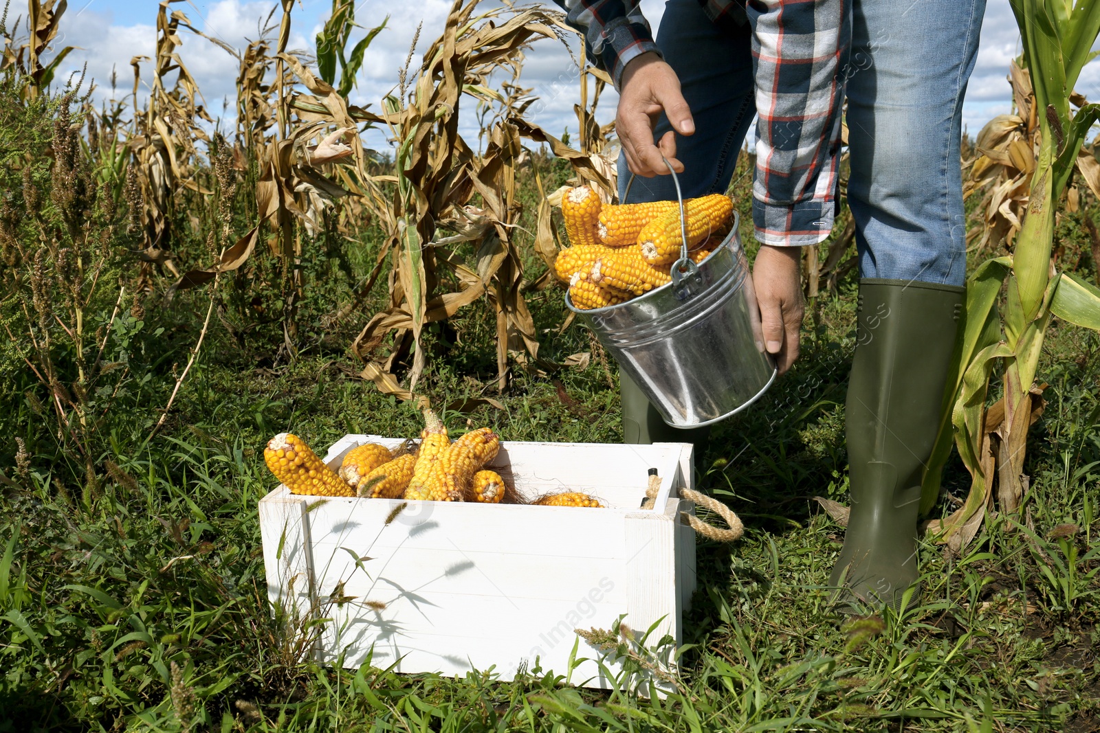 Photo of Man holding bucket with delicious ripe corn cobs over white wooden crate in field, closeup