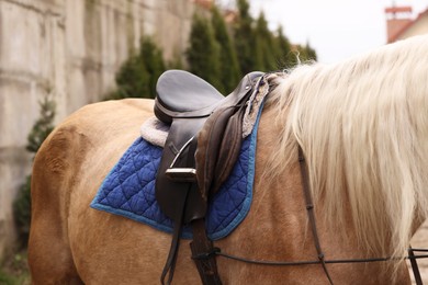 Horse with saddle outdoors, closeup. Lovely domesticated pet