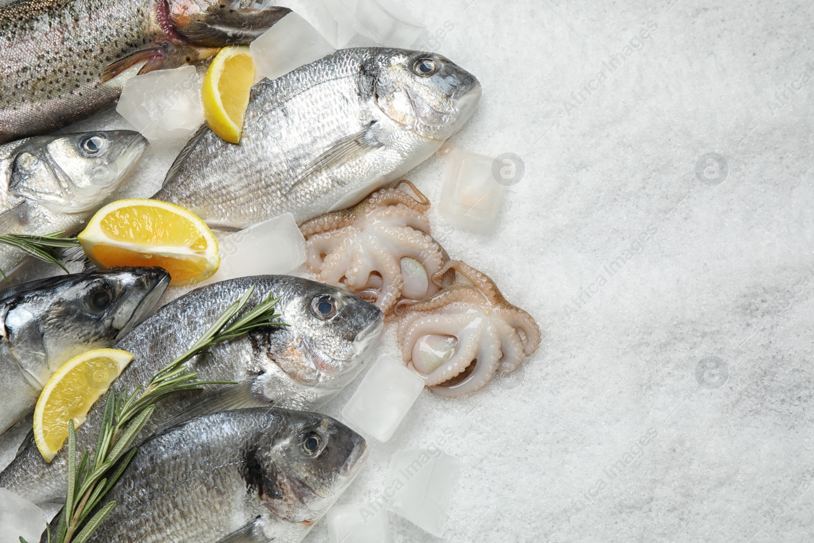 Photo of Fresh fish and seafood on ice, flat lay. Space for text