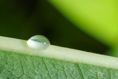 Photo of Macro photo of leaf with water drop on blurred green background. Space for text