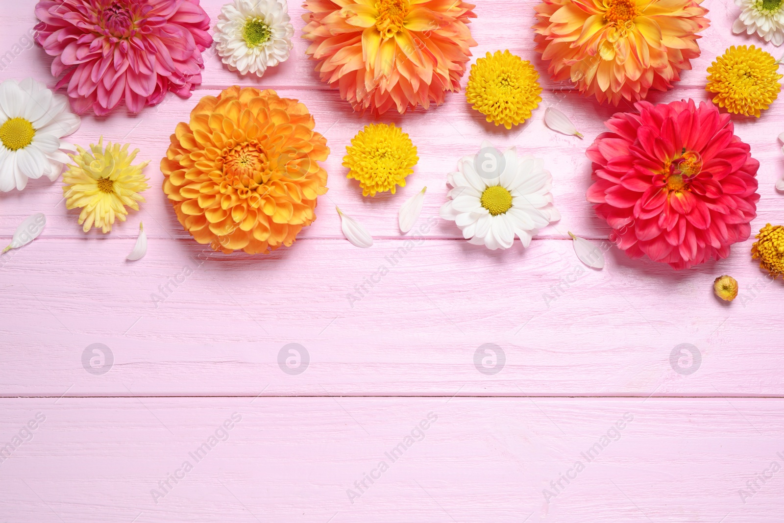 Photo of Flat lay composition with beautiful dahlia flowers and space for design on pink wooden background