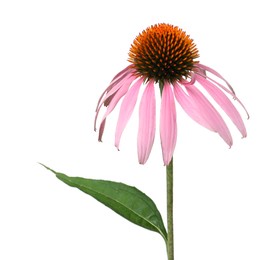 Photo of Beautiful blooming echinacea plant isolated on white