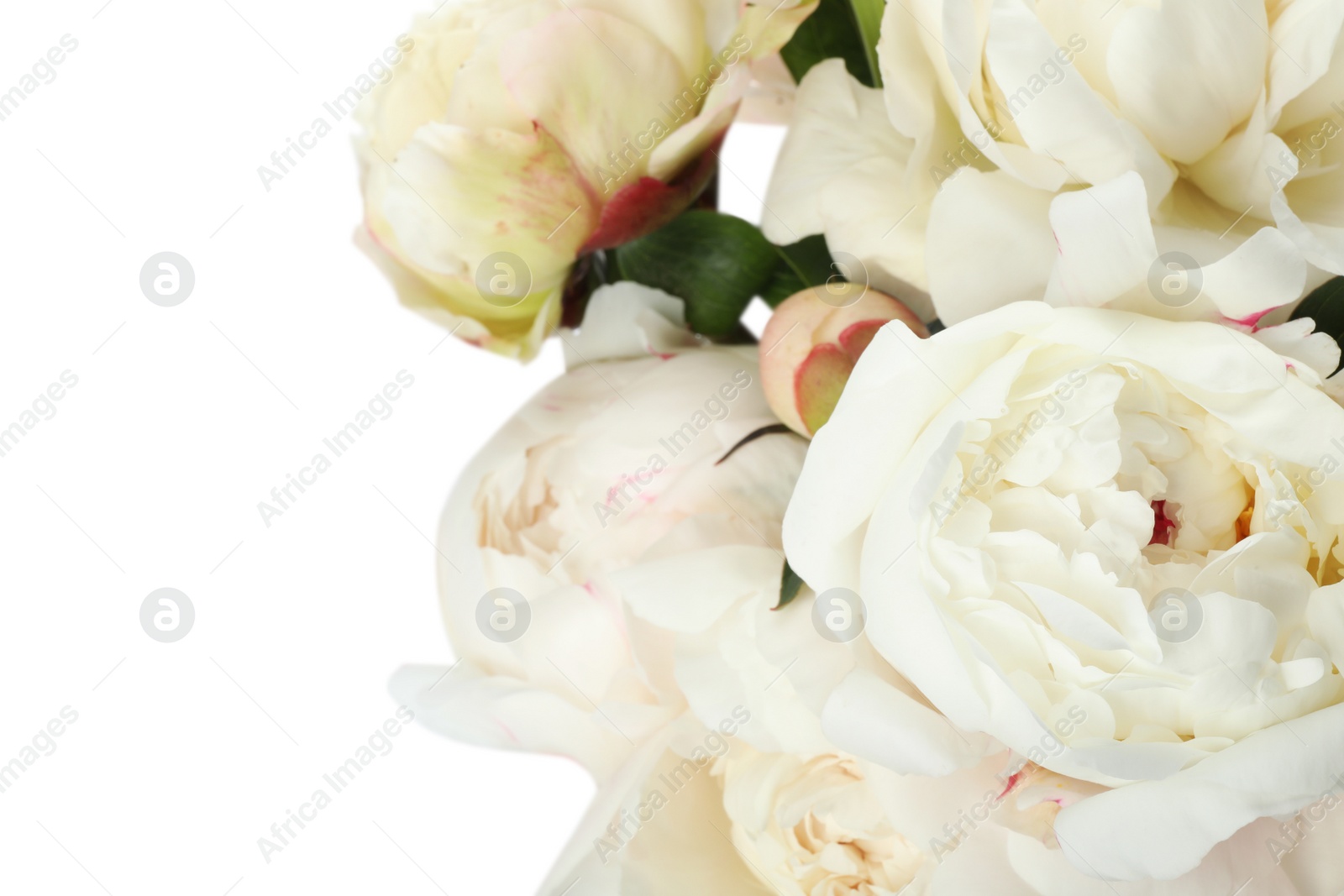 Photo of Bouquet of beautiful peonies on white background, closeup