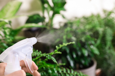 Photo of Woman spraying different plants at home, closeup