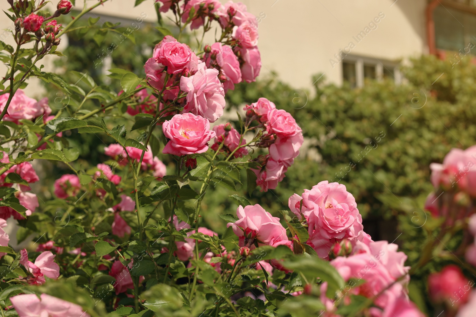 Photo of Bush with beautiful pink tea roses outdoors, closeup